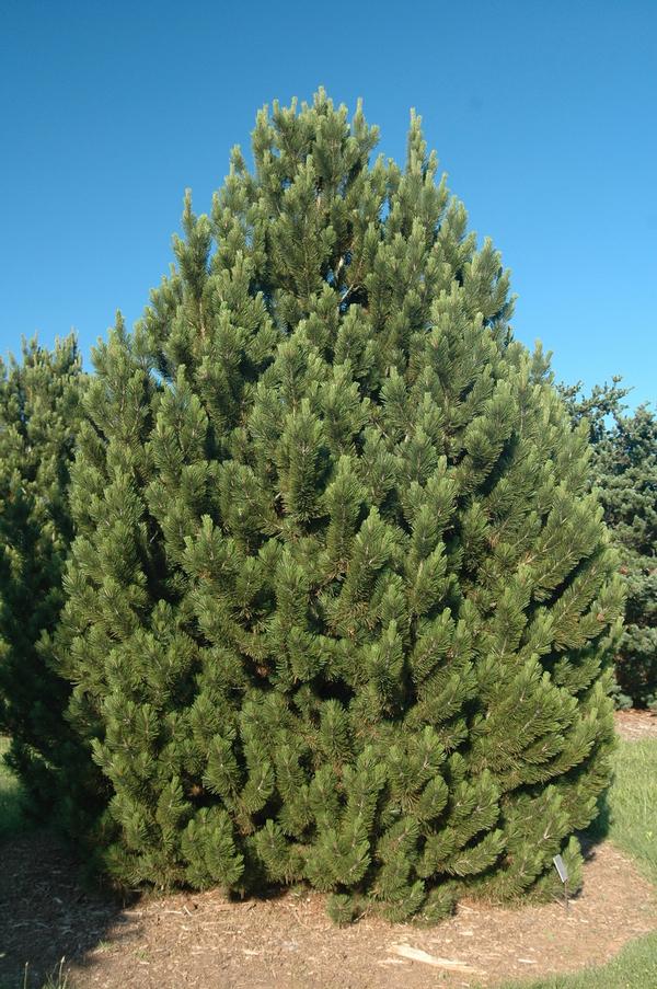 Pinus heldreichii 