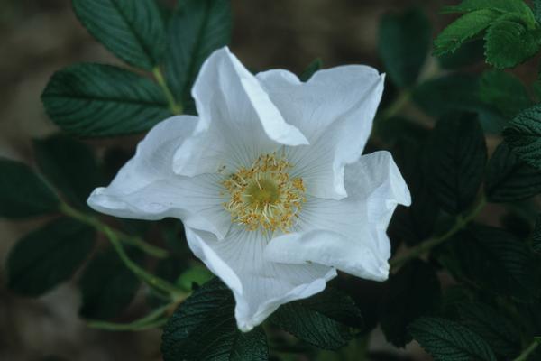 Rosa rugosa Alba