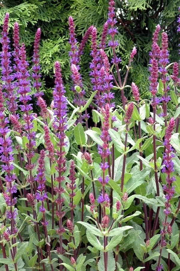 Salvia nemorosa Caradonna