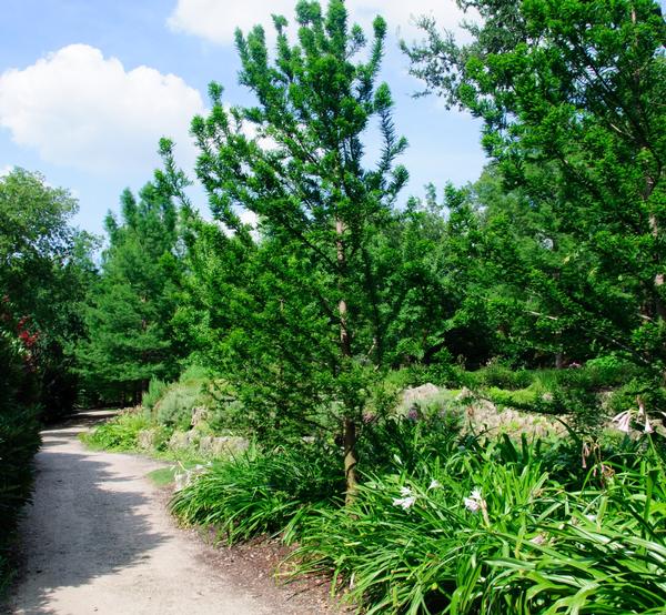 Taxodium distichum Peve Minaret