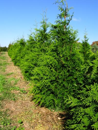 Thuja plicata Green Giant