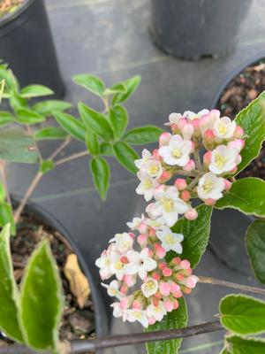 Viburnum x burkwoodii 