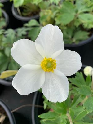 Anemone sylvestris 