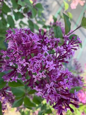 Syringa x penda Bloomerang®Purple(PP20575) 