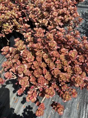 Sedum spurium Fulda Glow