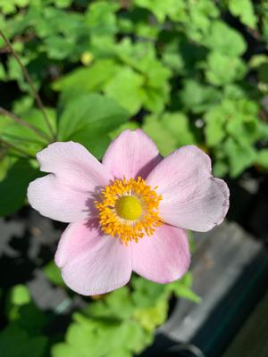 Anemone hupehensis September Charm