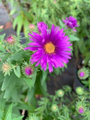 Aster novae angliae Purple Dome