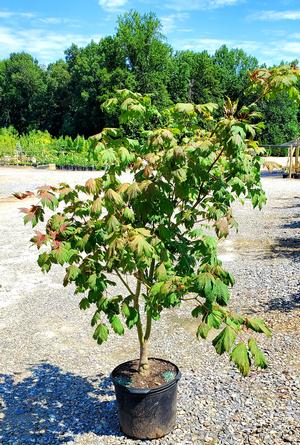 Acer japonicum Emmitt's Pumpkin