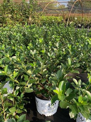 Aronia melanocarpa Low Scape Mound® (pp28789) 