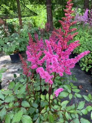 Astilbe chinensis Maggie Daley