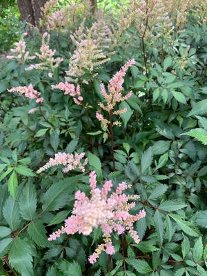 Astilbe japonica Peach Blossom