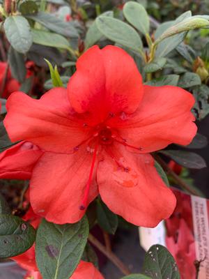 Azalea-Rhododendron Encore®Autumn Embers®PP10581 