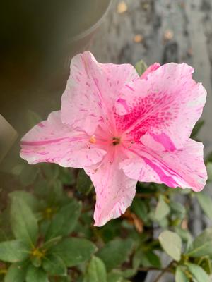 Azalea-Rhododendron Encore®Autumn Twist®PP12133 