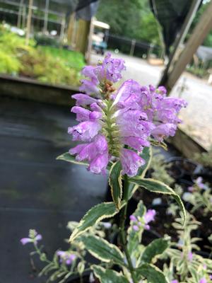 Physostegia virginiana Variegata