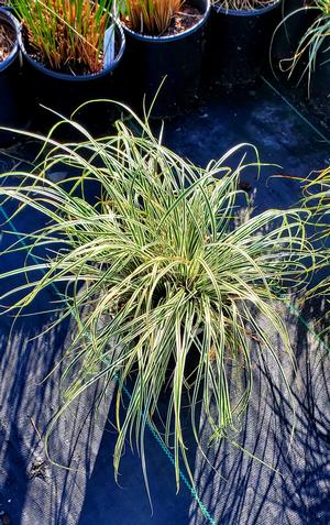 Carex oshimensis Everest