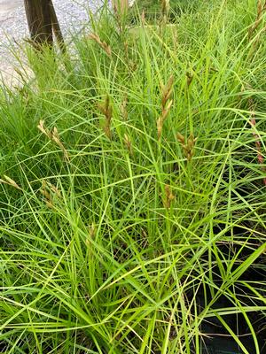 Carex muskingumensis 