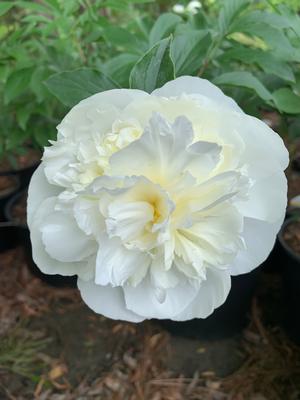 Paeonia lactiflora Duchesse de Nemours