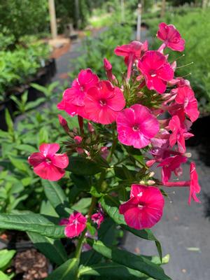 Phlox paniculata Grenadine Dream