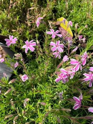 Phlox subulata Candystripe