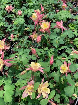 Aquilegia Swan Pink and Yellow