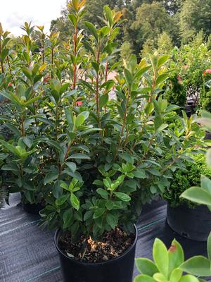 Enkianthus campanulatus Iseli Red