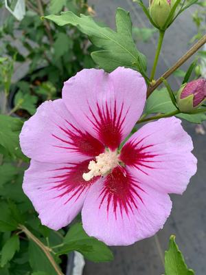 Hibiscus syriacus Orchid Satin PP 27285 