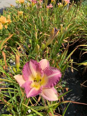 Hemerocallis Entrapment