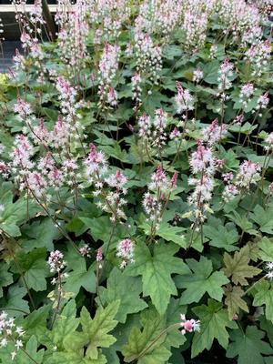 Tiarella cordifolia Oakleaf