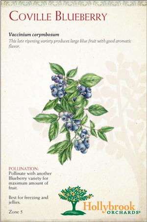 Fruit - Blueberry Fruit-Blueberry Coville (N. Highbush)