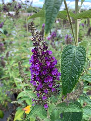 Buddleia davidii Guinevere