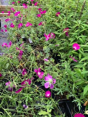 Callirhoe involucrata 