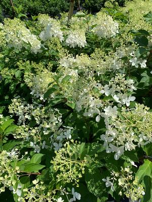 Hydrangea paniculata Phantom