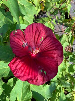 Hibiscus Vintage Wine PP27839 