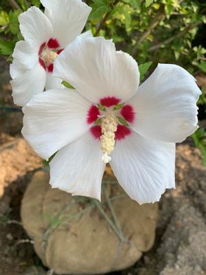 Hibiscus syriacus Red Heart