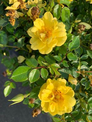 Rosa Oso Easy® Lemon Zest® (pp26914) 