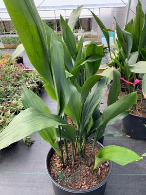 Aspidistra elatior 