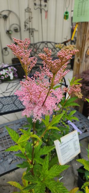 Filipendula rubra Venusta