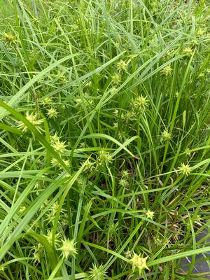 Carex grayi 