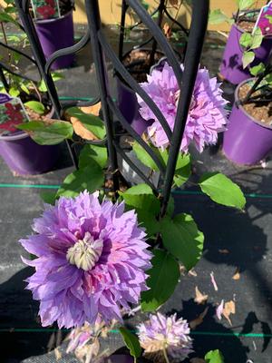 Clematis Diamantina