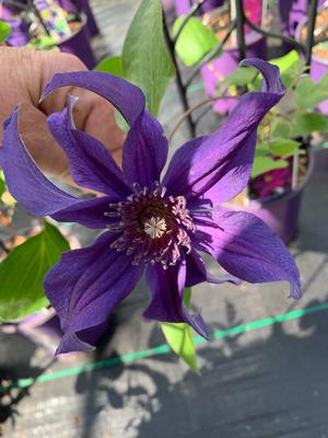 Clematis Sapphire Indigo