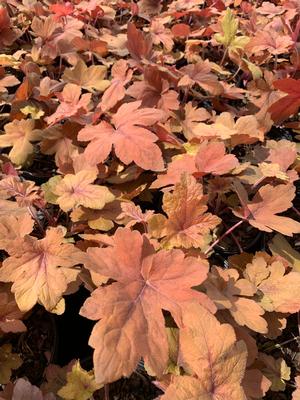 Heucherella Pumpkin Spice