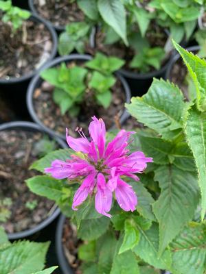 Monarda x Bee You Bee Merry