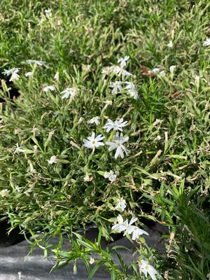 Phlox subulata Snowflake