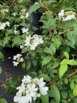 Viburnmum plicatum var. tomentosum Summer Snowflake