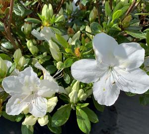 Azalea-Rhododendron Girard hybrid Girards Pleasant White