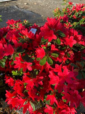 Azalea-Rhododendron Carla hybrid Wolfpack Red