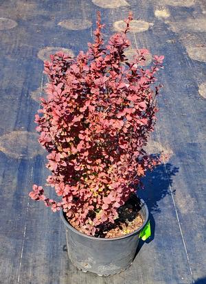 Berberis thunbergii Orange Rocket(PP18411)