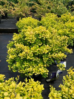 Berberis thunbergii Tiny Gold