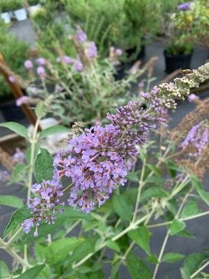 Buddleia Lochinch