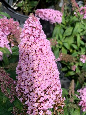 Buddleia Pugster Pink ®(PP28836) 